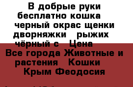 В добрые руки бесплатно,кошка,2.5черный окрас,щенки дворняжки,3 рыжих 1 чёрный,с › Цена ­ - - Все города Животные и растения » Кошки   . Крым,Феодосия